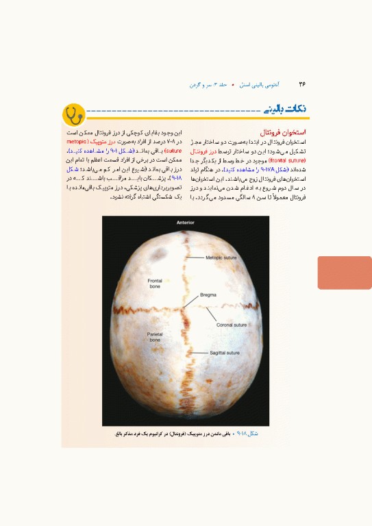 آناتومی بالینی اسنل 2025 جلد سوم سروگردن