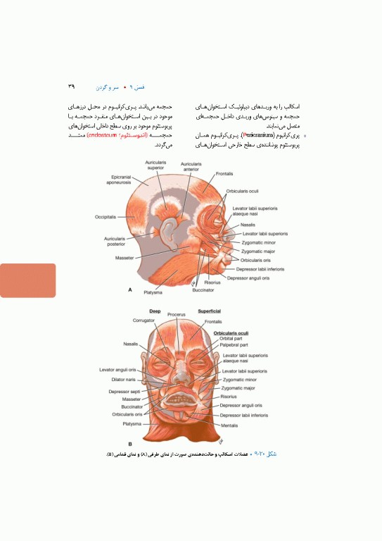 آناتومی بالینی اسنل 2025 جلد سوم سروگردن
