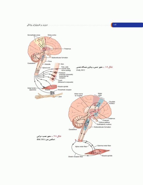مروری بر فیزیولوژی پزشکی