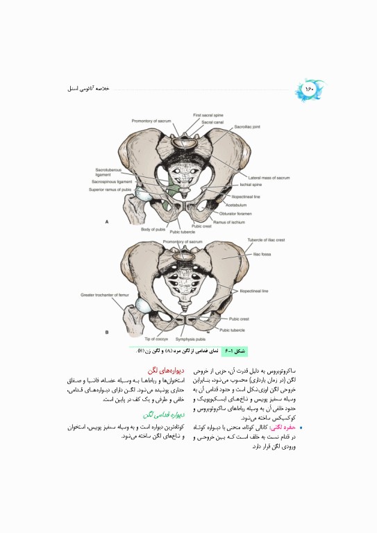 خلاصه‌ آناتومی اسنل 2025 تنه، اندام، سر و گردن