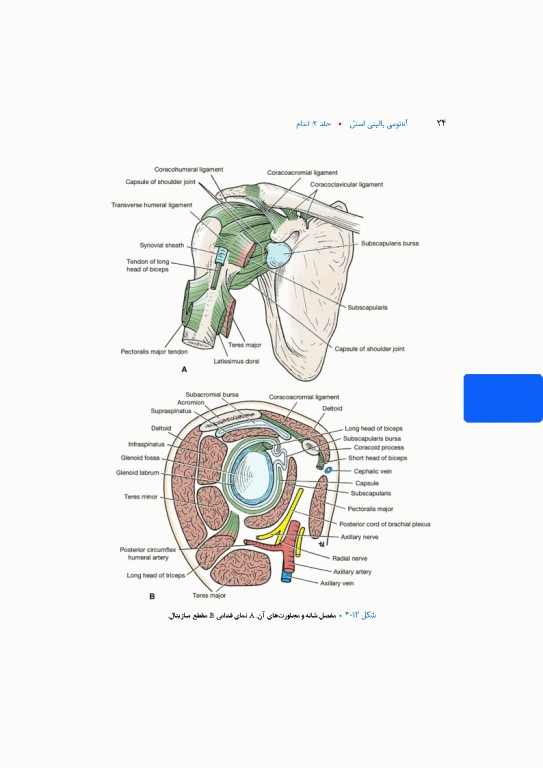 آناتومی بالینی اسنل 2025 جلد دوم اندام