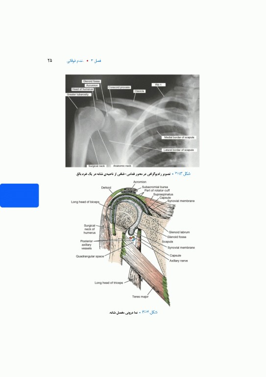 آناتومی بالینی اسنل 2025 جلد دوم اندام