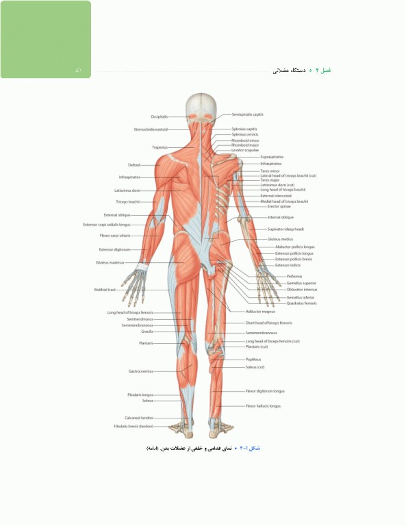 آناتومی برای فوریت‌های پزشکی با رویکرد بالینی