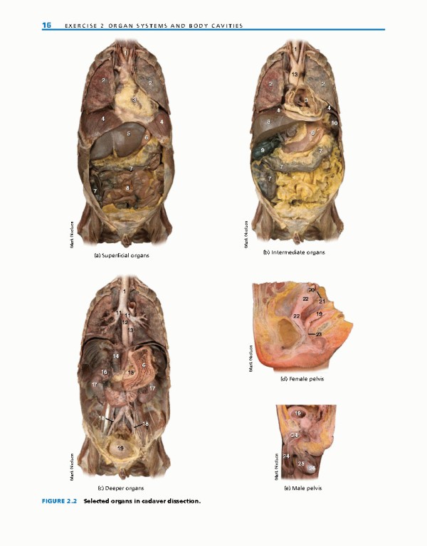 راهنمای آزمایشگاهی آناتومی و فیزیولوژی | LABORATORY MANUAL FOR ANATOMY AND PHYSIOLOGY 6th Edition