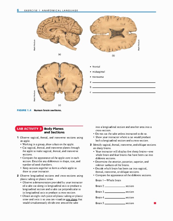 راهنمای آزمایشگاهی آناتومی و فیزیولوژی | LABORATORY MANUAL FOR ANATOMY AND PHYSIOLOGY 6th Edition