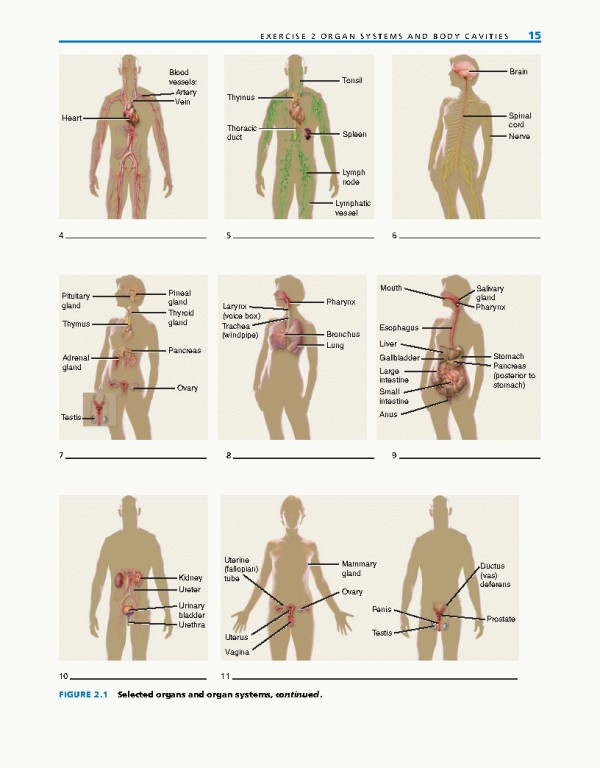 راهنمای آزمایشگاهی آناتومی و فیزیولوژی | LABORATORY MANUAL FOR ANATOMY AND PHYSIOLOGY 6th Edition