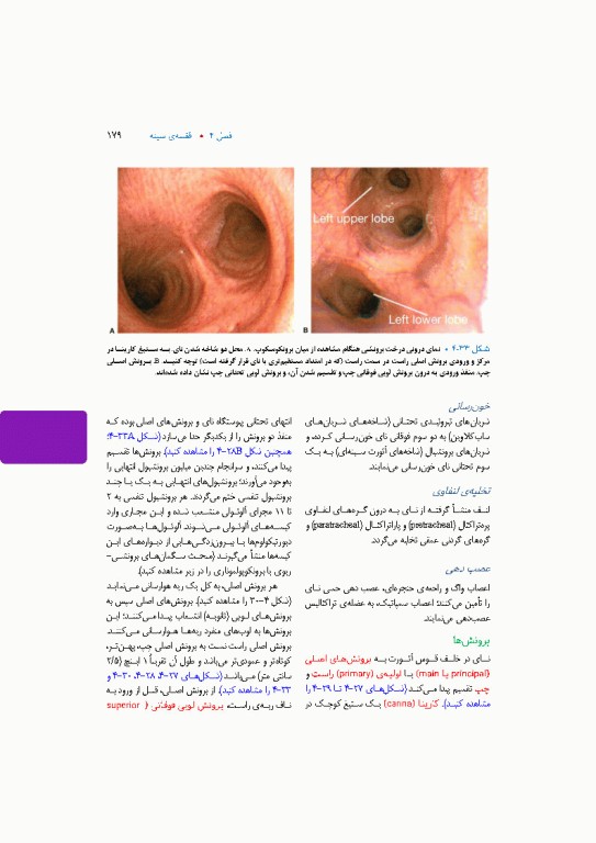 آناتومی بالینی اسنل 2025 جلد اول تنه