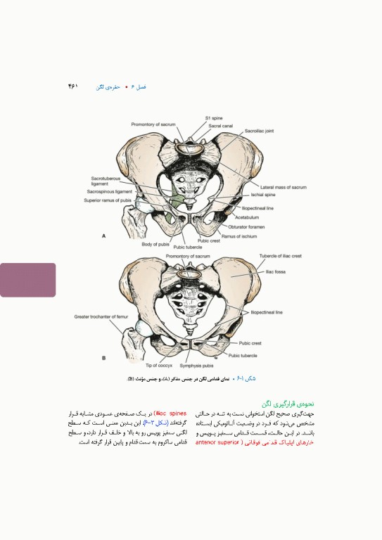 آناتومی بالینی اسنل 2025 جلد اول تنه