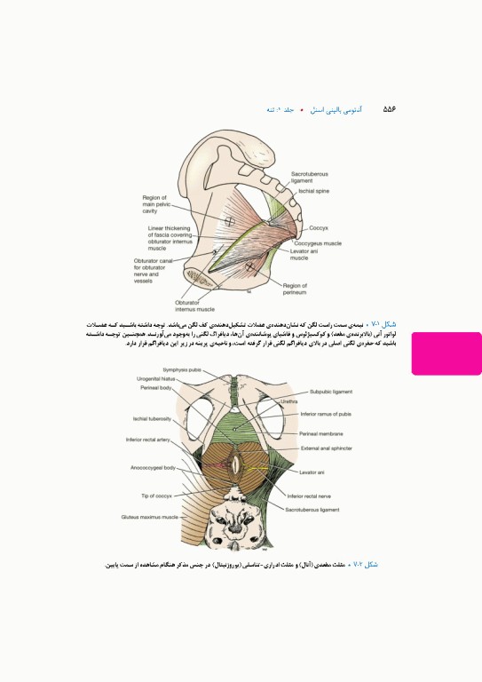 آناتومی بالینی اسنل 2025 جلد اول تنه