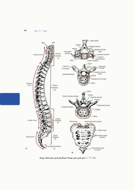 آناتومی بالینی اسنل 2025 جلد اول تنه
