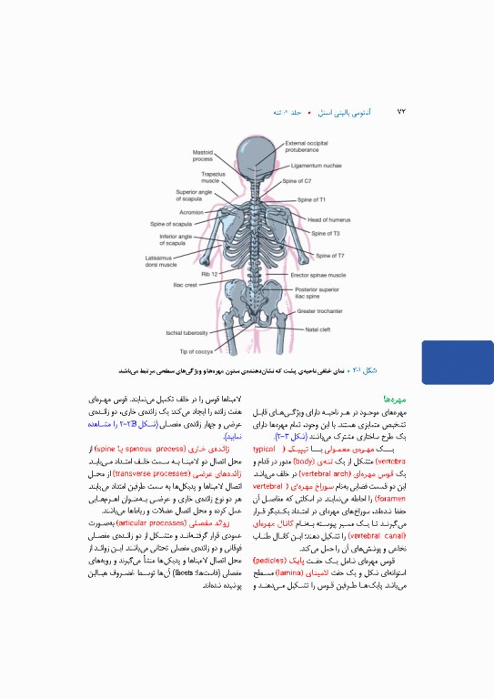 آناتومی بالینی اسنل 2025 جلد اول تنه