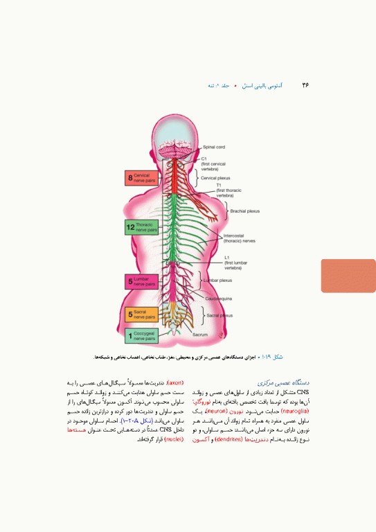 آناتومی بالینی اسنل 2025 جلد اول تنه
