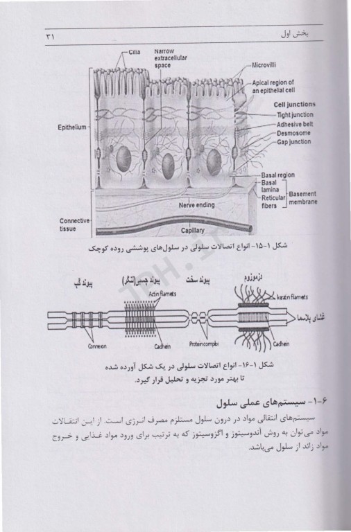 آناتومی و فیزیولوژی بدن