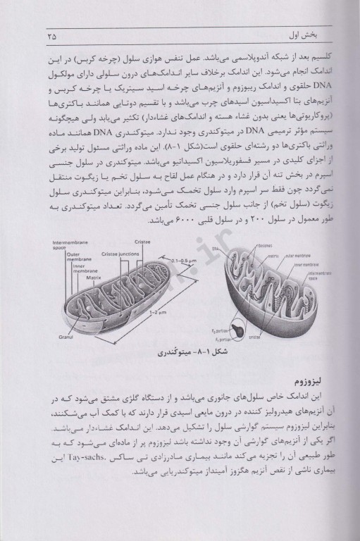آناتومی و فیزیولوژی بدن
