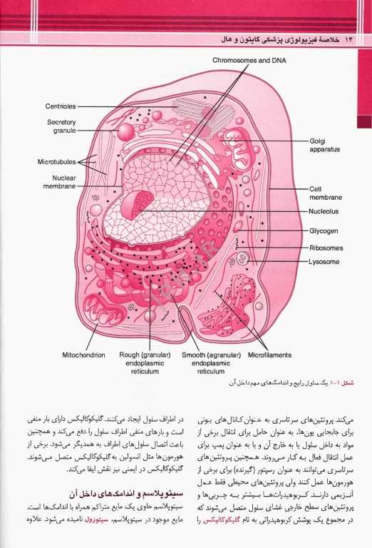 خلاصه QRS فیزیولوژی پزشکی گایتون و هال 2026