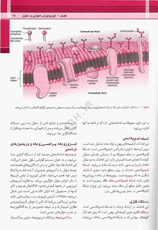 خلاصه QRS فیزیولوژی پزشکی گایتون و هال 2026