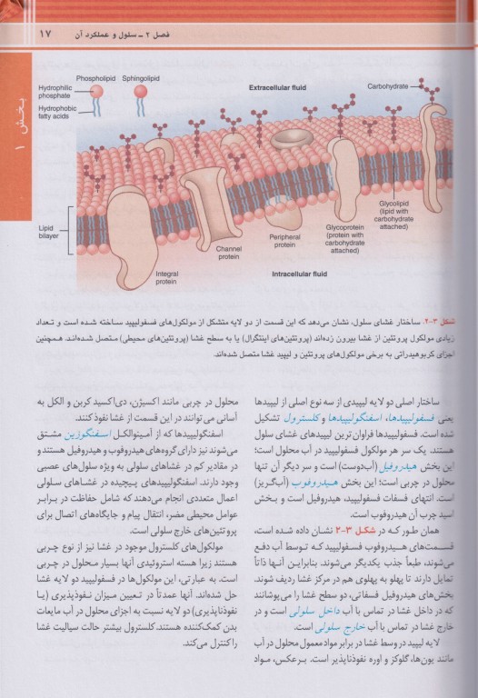 فیزیولوژی گایتون و هال 2026 ترجمه دکتر حائری روحانی جلد1 شومیز