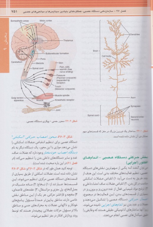 فیزیولوژی گایتون و هال 2026 ترجمه دکتر حائری روحانی جلد2 شومیز