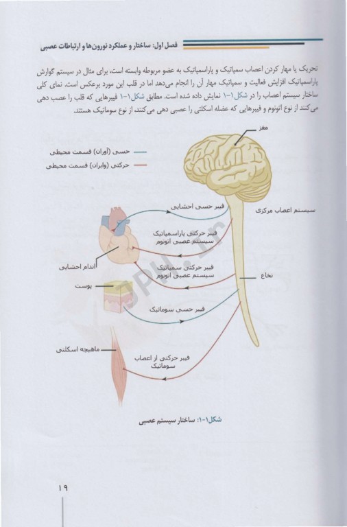 فیزیولوژی اعصاب و حس ویژه