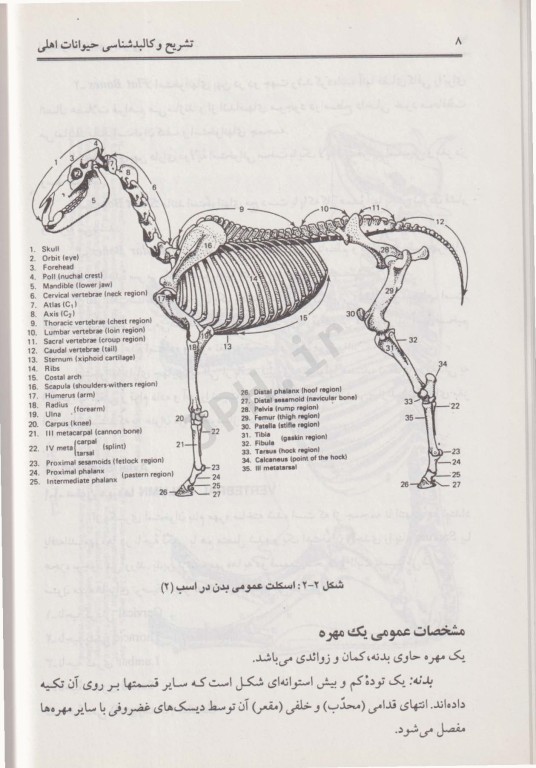 تشریح و کالبدشناسی حیوانات اهلی