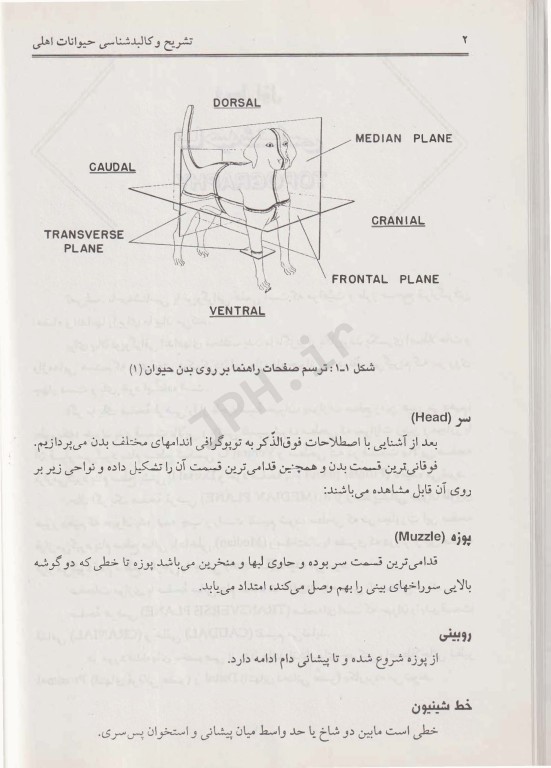 تشریح و کالبدشناسی حیوانات اهلی