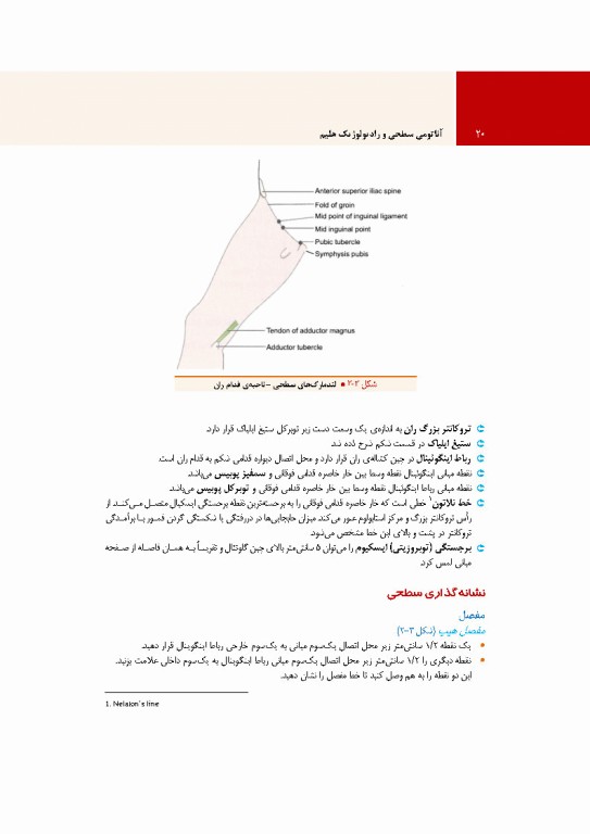 آناتومی سطحی و رادیولوژیک هلیم
