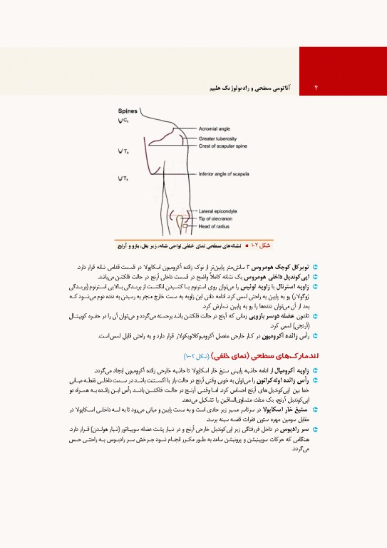 آناتومی سطحی و رادیولوژیک هلیم