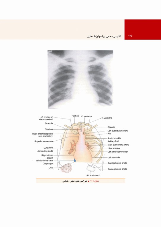 آناتومی سطحی و رادیولوژیک هلیم
