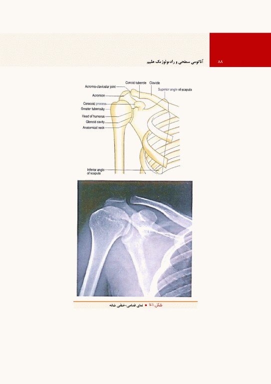 آناتومی سطحی و رادیولوژیک هلیم