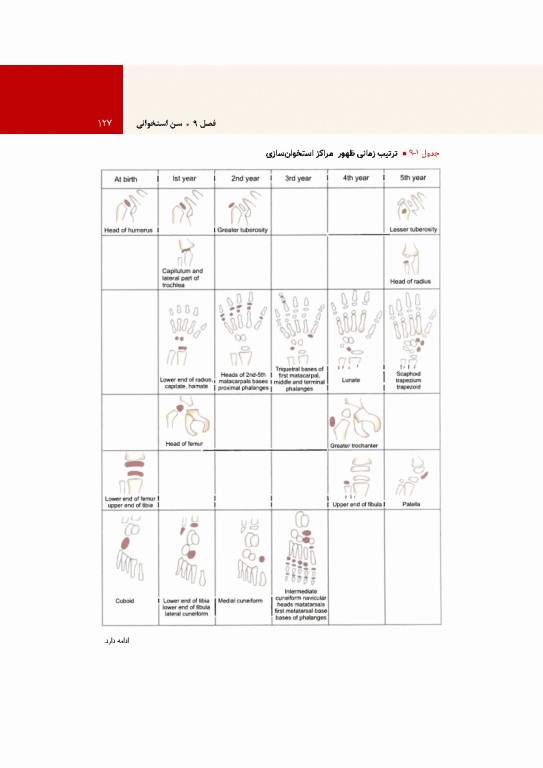 آناتومی سطحی و رادیولوژیک هلیم