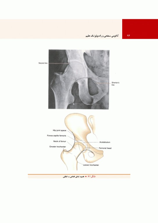 آناتومی سطحی و رادیولوژیک هلیم