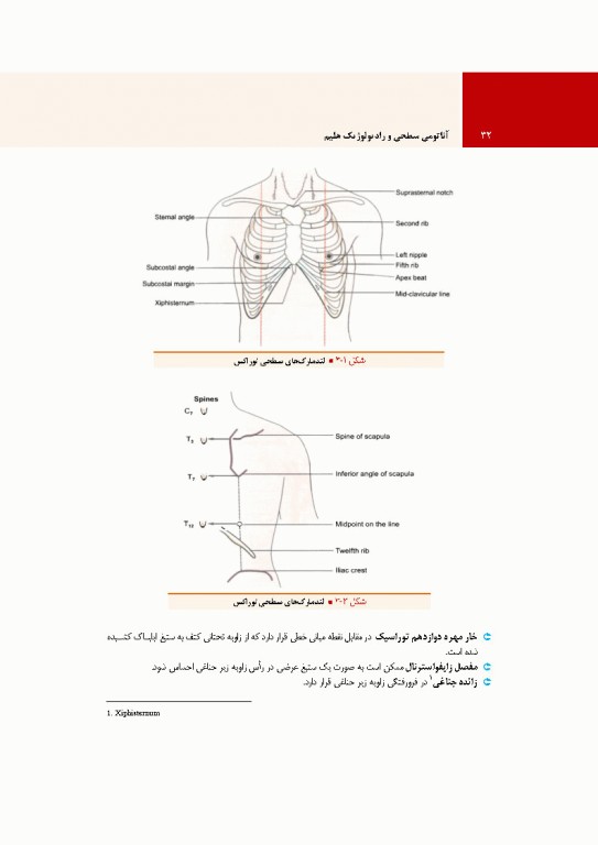آناتومی سطحی و رادیولوژیک هلیم