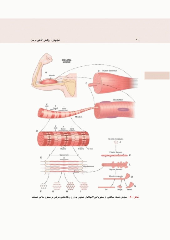 فیزیولوژی پزشکی گایتون و هال 2026 جلد اول