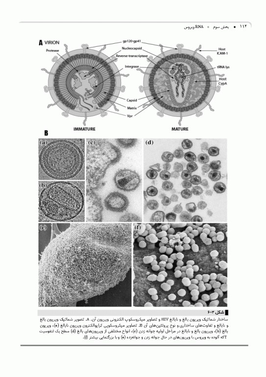مرجع ویروس‌شناسی جانوری نوین به زبان ساده