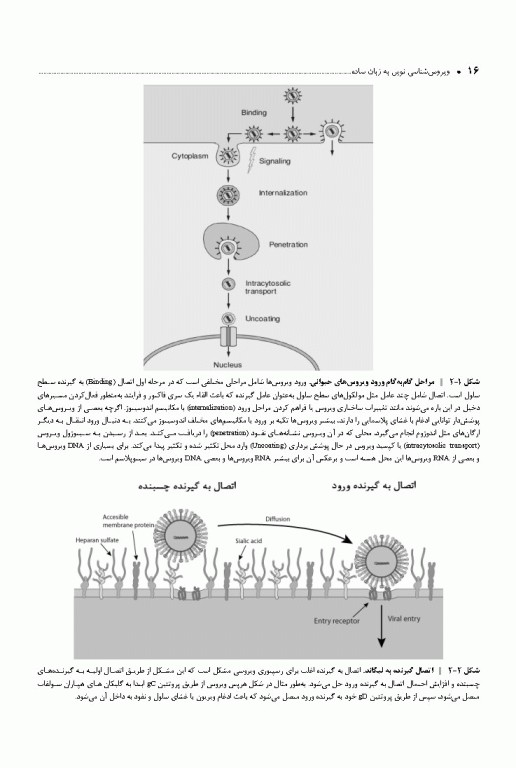 ویروس‌شناسی نوین به زبان ساده