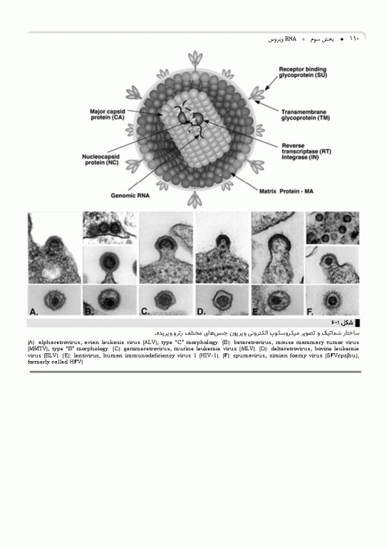 مرجع ویروس‌شناسی جانوری نوین به زبان ساده