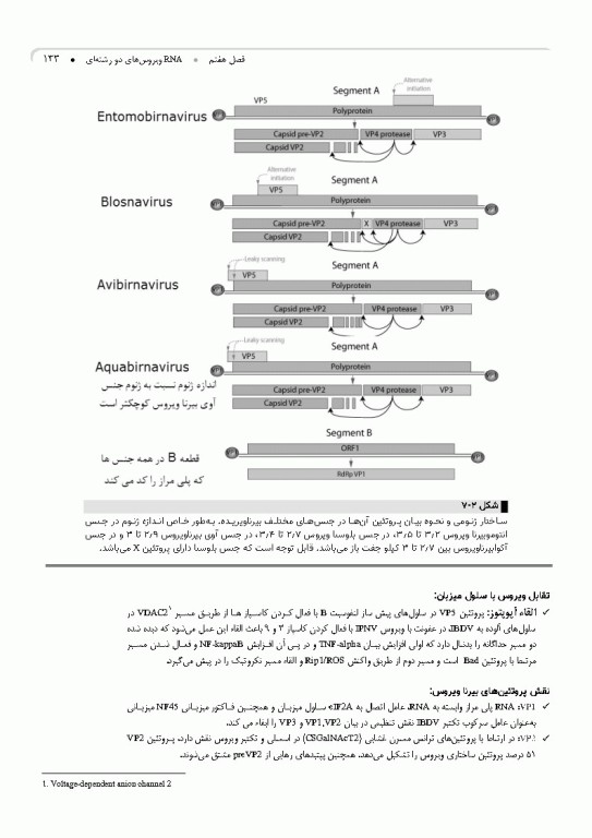 مرجع ویروس‌شناسی جانوری نوین به زبان ساده
