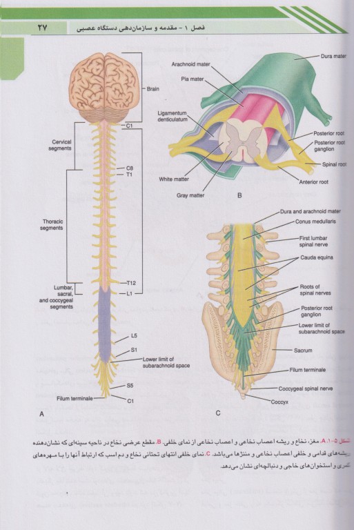 نوروآناتومی بالینی اسنل 2025