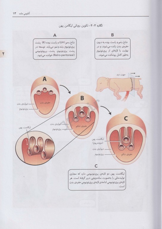 فیزیولوژی کاربردی تولیدمثل فرایندهای مسیر آبستنی و زایش