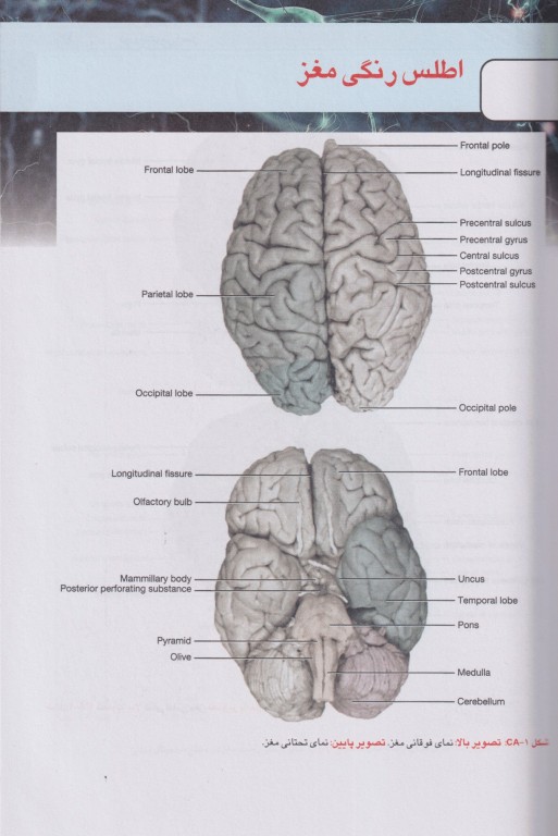 نوروآناتومی بالینی اسنل 2025