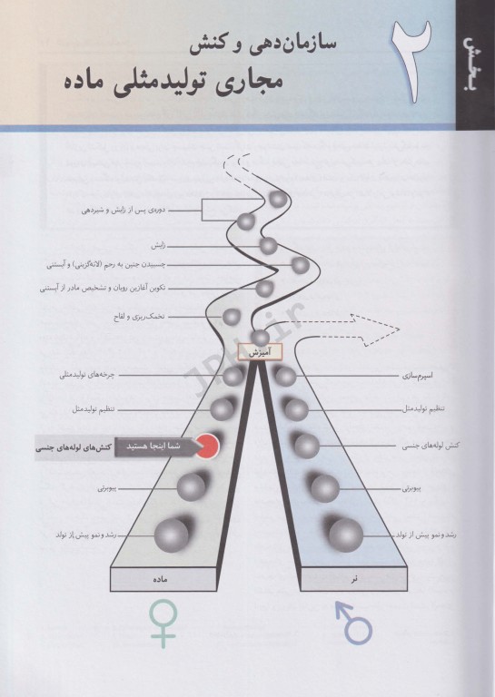 فیزیولوژی کاربردی تولیدمثل فرایندهای مسیر آبستنی و زایش