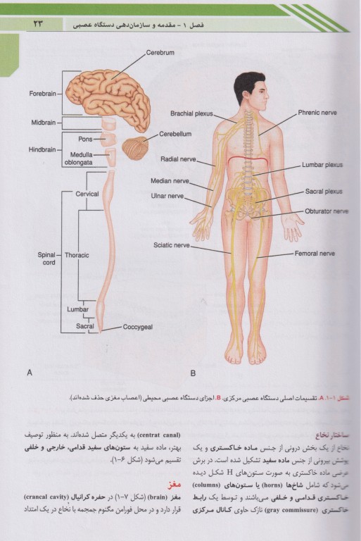 نوروآناتومی بالینی اسنل 2025