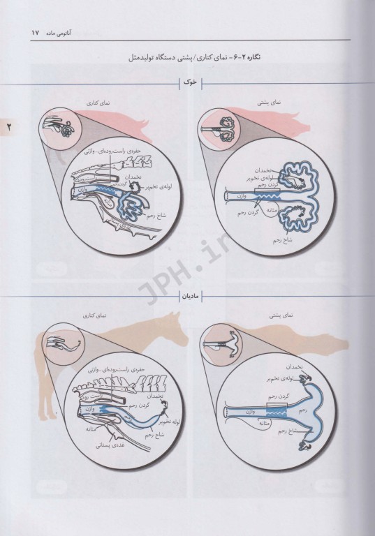 فیزیولوژی کاربردی تولیدمثل فرایندهای مسیر آبستنی و زایش