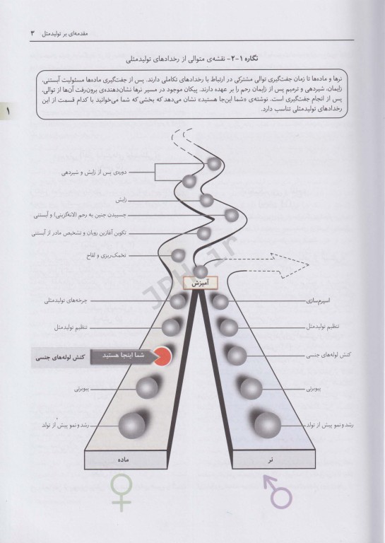 فیزیولوژی کاربردی تولیدمثل فرایندهای مسیر آبستنی و زایش
