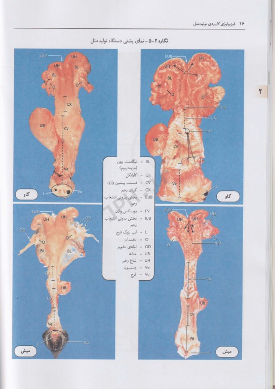 فیزیولوژی کاربردی تولیدمثل فرایندهای مسیر آبستنی و زایش