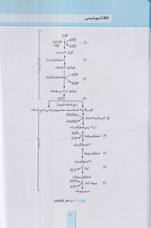 خلاصه GBS بیوشیمی هارپر
