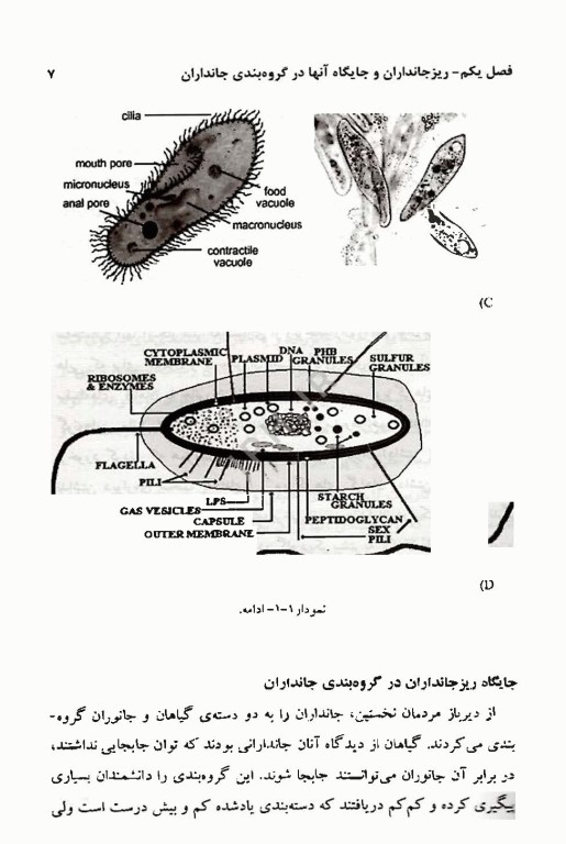 میکروبیولوژی عمومی باکتری‌ها و ویروس‌ها
