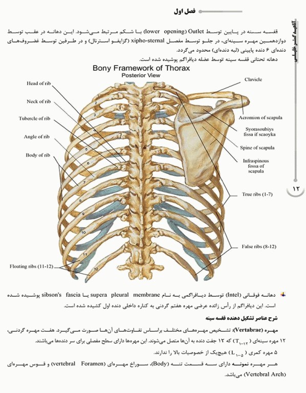 درسنامه AGK آناتومی ویژه ارشد آناتومی و آزمون کارشناسی به پزشکی، علوم پایه پزشکی و دندانپزشکی