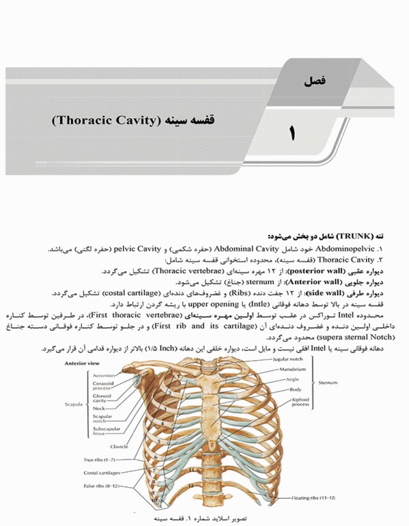 درسنامه AGK آناتومی ویژه ارشد آناتومی و آزمون کارشناسی به پزشکی، علوم پایه پزشکی و دندانپزشکی