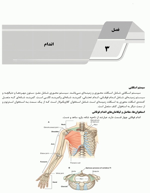 درسنامه AGK آناتومی ویژه ارشد آناتومی و آزمون کارشناسی به پزشکی، علوم پایه پزشکی و دندانپزشکی